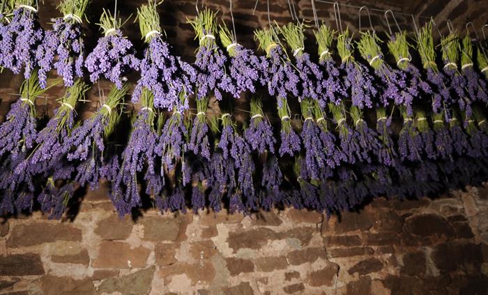 Lavender harvest